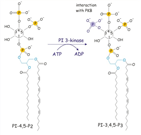 Phosphoinositide metabolism and the structure of PIP2 and PIP3